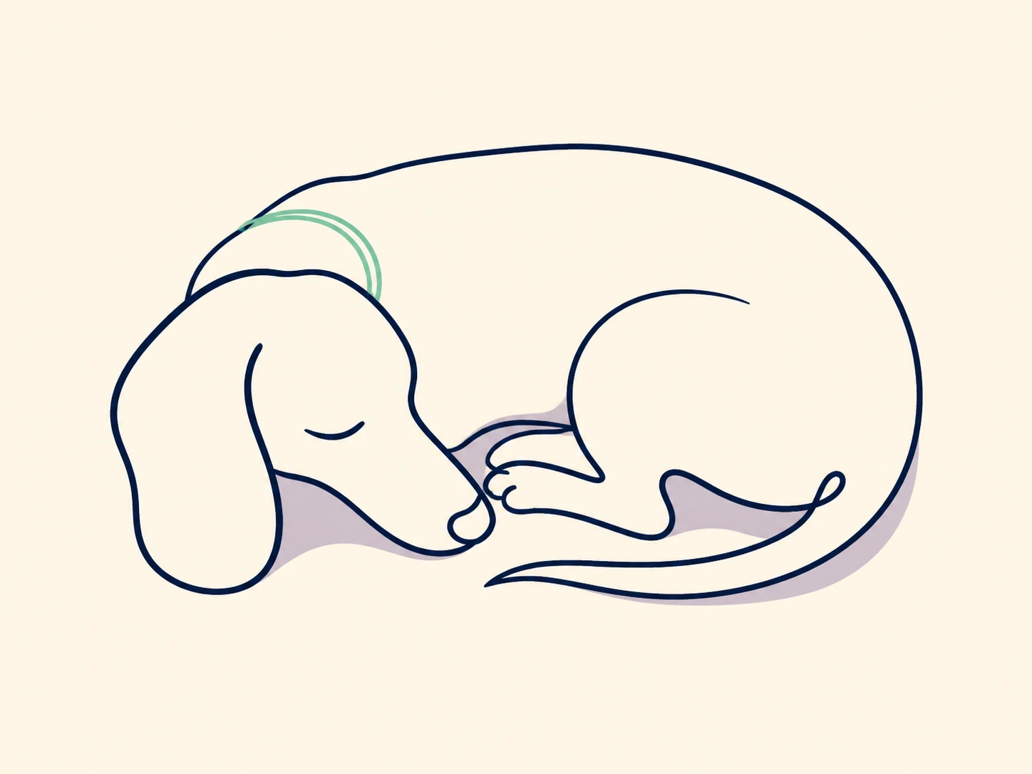 Continuous line drawing of a curled dachshund with one floppy ear